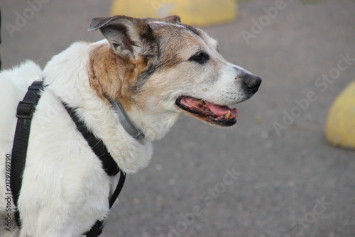 Фотография Happy Dog Enjoying A Sunny Day During A Walk In A Park With A Joyful Demeanor