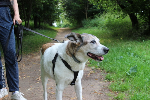 Foto Leashed Dog Standing On A Trail With Its Owner In The Serene Outdoors Of Nature