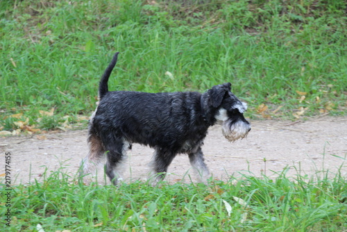 Quadro su tela A Playful Schnauzer Dog Trotting Down A Scenic Pathway, Embodying Joyfulness And Life