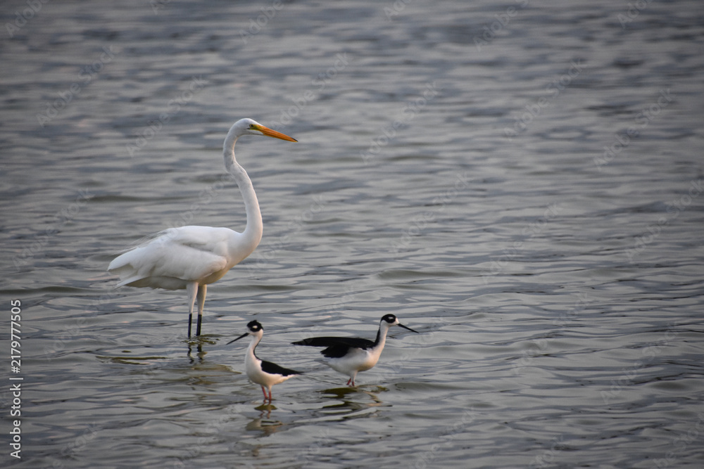 Obraz premium Great White Egret standing in Shallow Waters