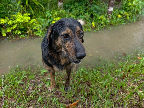 A cute and healthy dog.
