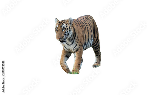 Foto tiger isolated on white