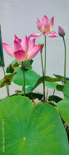 Cuadro en lienzo pink water lily
