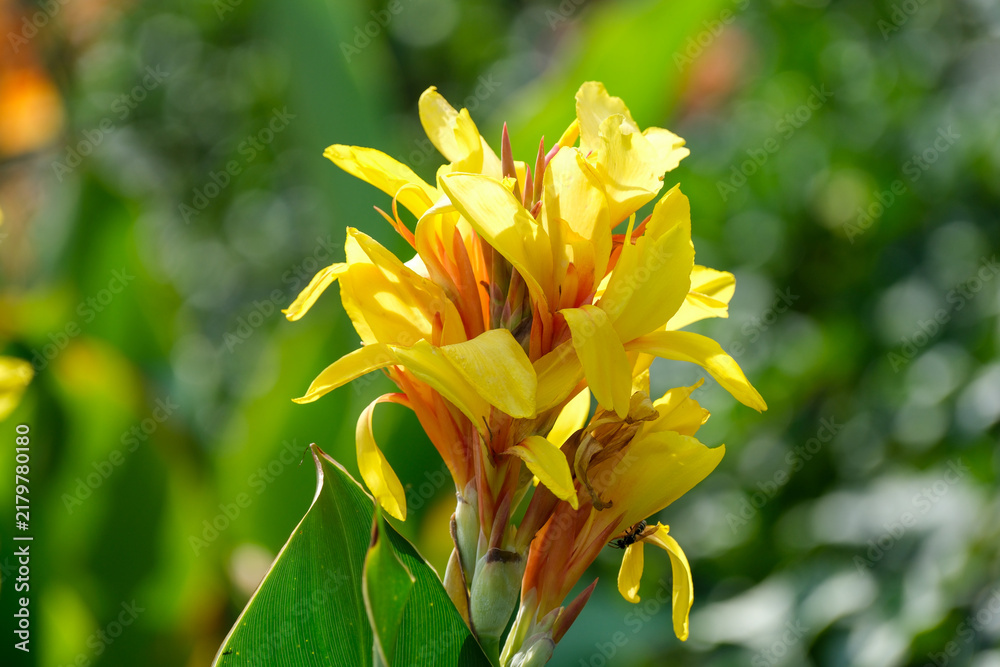 Fototapeta premium Macro Portrait of Yellow Canna Lily Flower Cluster