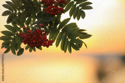 Photography Autumn background with rowan