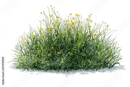 A lush green bush with small yellow flowers, isolated on white background