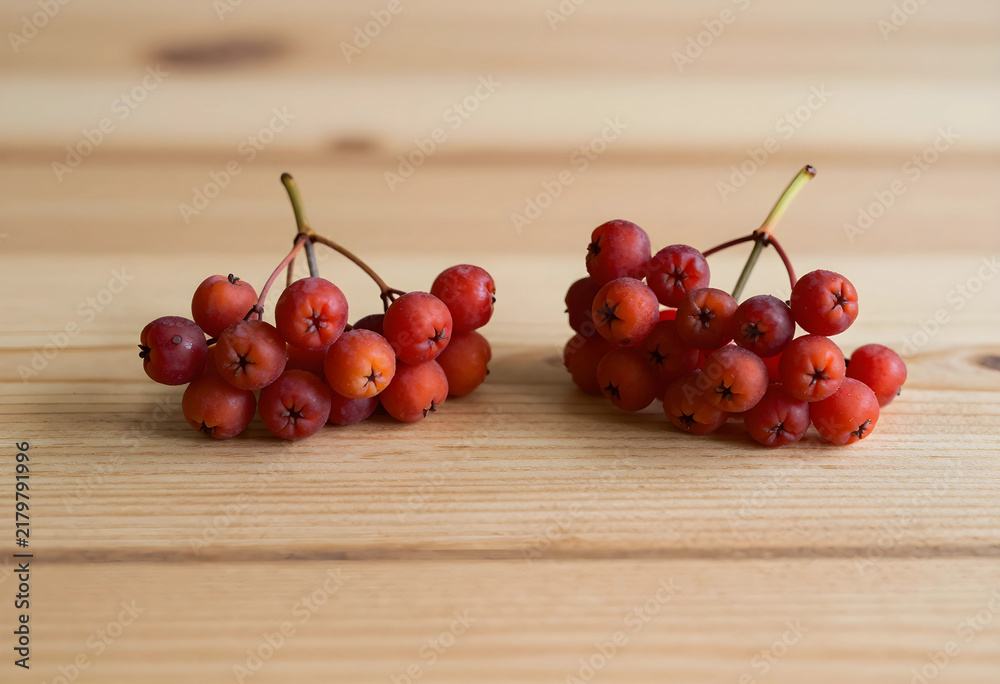 Obraz premium Autumn harvest and seasonal nutrition, fresh rowan berries on a wooden table for healthy organic food and natural medicine concepts in rustic kitchen
