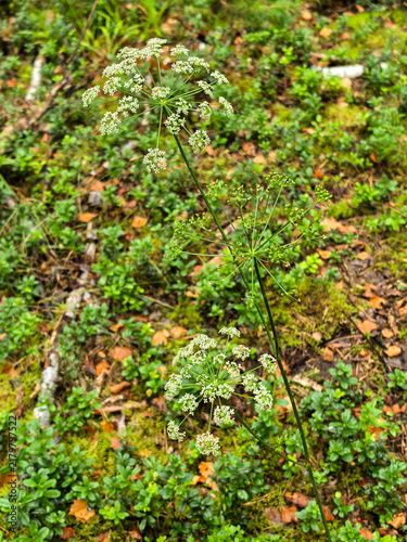 Fotografía Wild angelica plant with white umbel flowers blooming in green forest