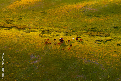 Konstfotografi Aerial View of free-range grass-fed Horses Grazing on a Sunlit Meadow