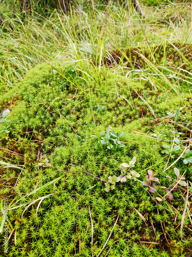 Fotografie Sphagnum moss growing on boggy ground among wild grass
