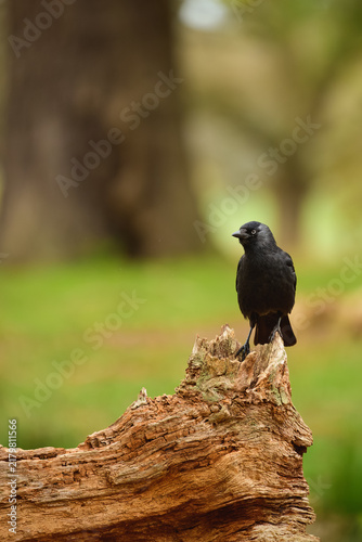 Photography Eurasian jackdaw perches on weathered fallen tree against soft green woodland background