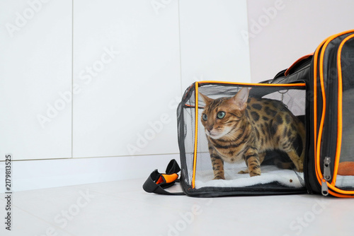 Bengal cat looking scared inside a pet carrier during transportation