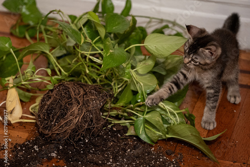 Fotografía Kitten playing with uprooted plant on wooden floor in living room