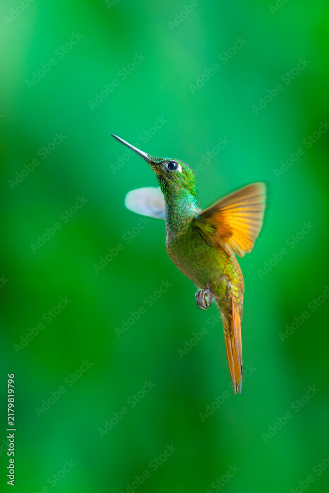 Fototapeta premium Brazilian Ruby hummingbird (Clytolaema rubricauda) captured in mid-flight hovering with wings spread against a blurred green natural background in the Atlantic Rainforest of Brazil.