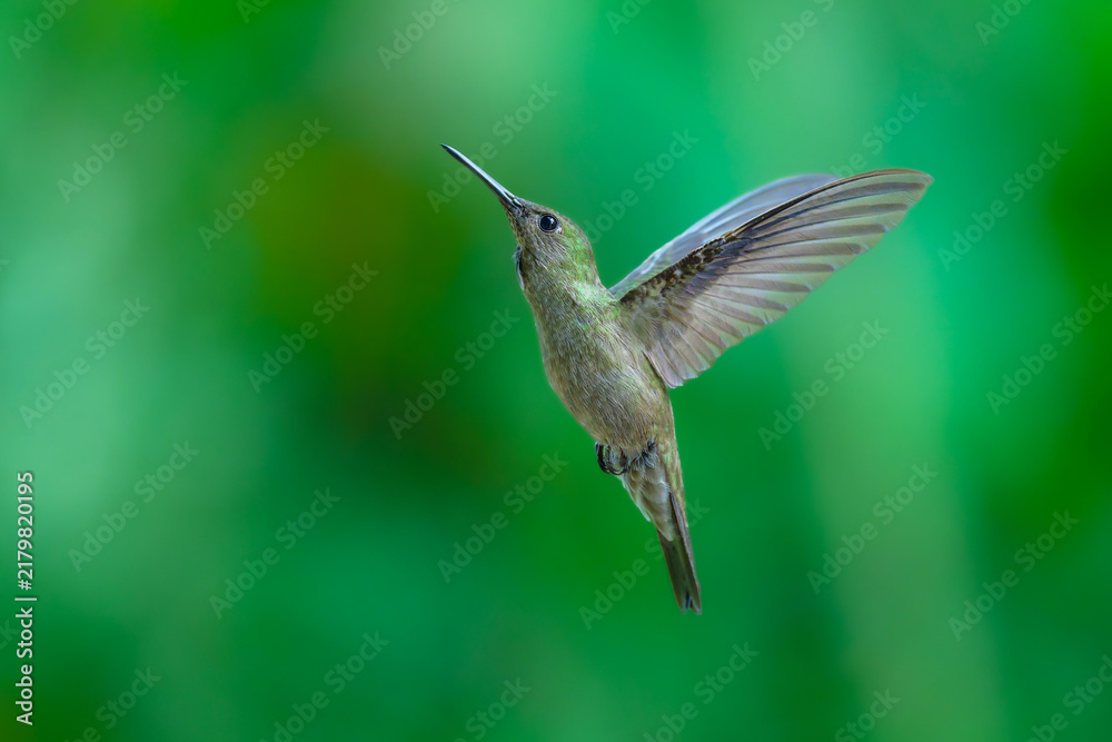 Fototapeta premium A stunning hummingbird Sombre Hummingbird hovering in mid-air to feed on bright red and yellow tropical flowers, set against a smooth green background in Brazil.