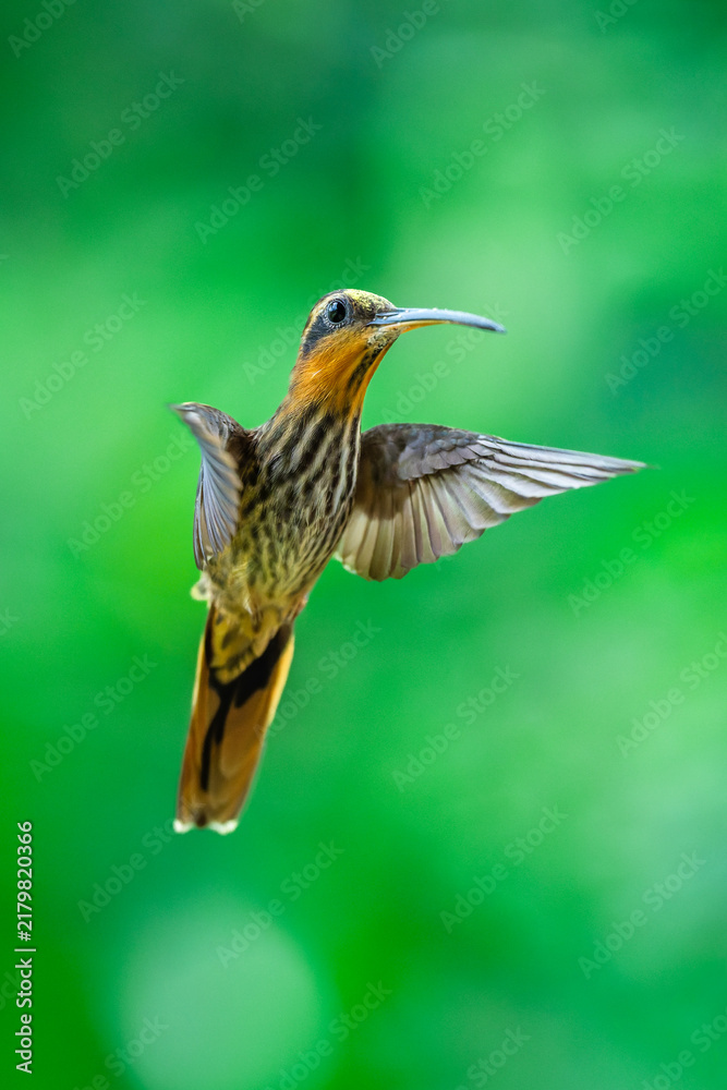 Fototapeta premium Saw-billed Hermit (Ramphodon naevius) hovering in flight with tongue extended, Atlantic Forest, Brazil. 