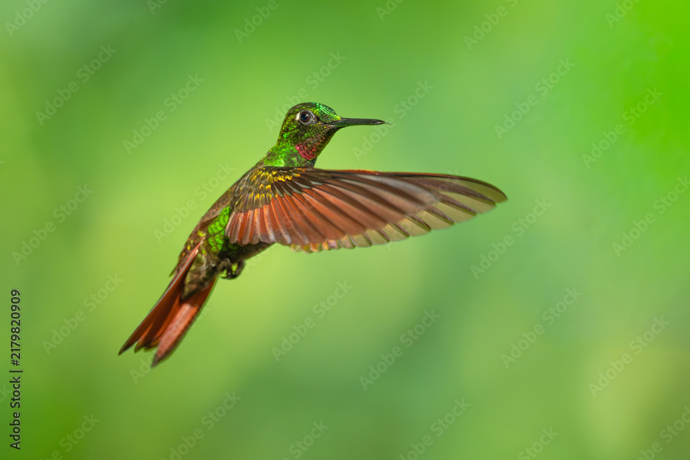 Obraz premium Brazilian Ruby hummingbird (Clytolaema rubricauda) captured in mid-flight hovering with wings spread against a blurred green natural background in the Atlantic Rainforest of Brazil.
