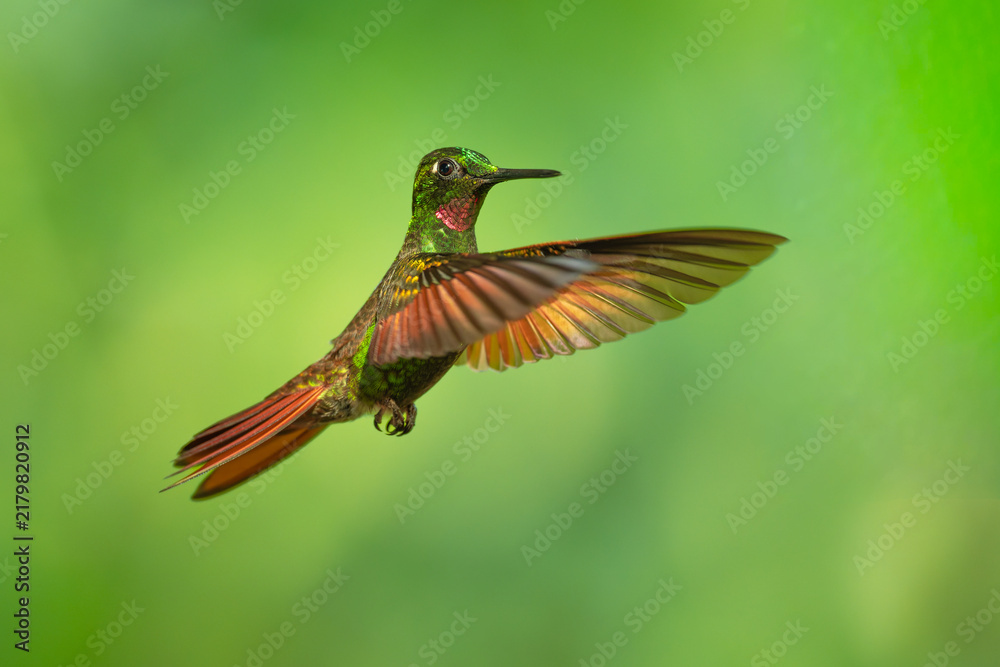 Fototapeta premium Brazilian Ruby hummingbird (Clytolaema rubricauda) captured in mid-flight hovering with wings spread against a blurred green natural background in the Atlantic Rainforest of Brazil.