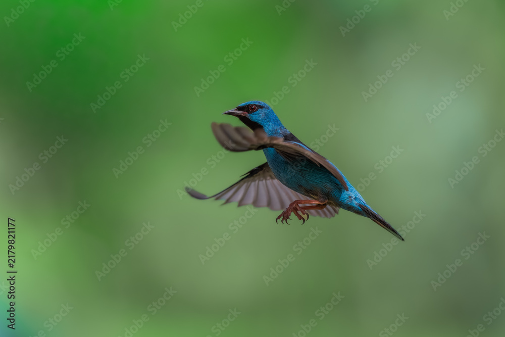 Obraz premium Best photo, masterclass. An adult male Blue Dacnis (Dacnis cayana) captured in mid-flight against a blurred green natural background in the Atlantic Rainforest of Brazil.