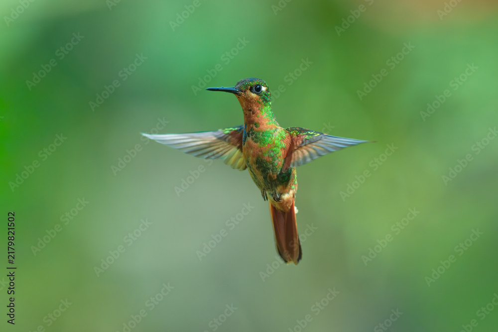 Fototapeta premium Brazilian Ruby hummingbird (Clytolaema rubricauda) captured in mid-flight hovering with wings spread against a blurred green natural background in the Atlantic Rainforest of Brazil.
