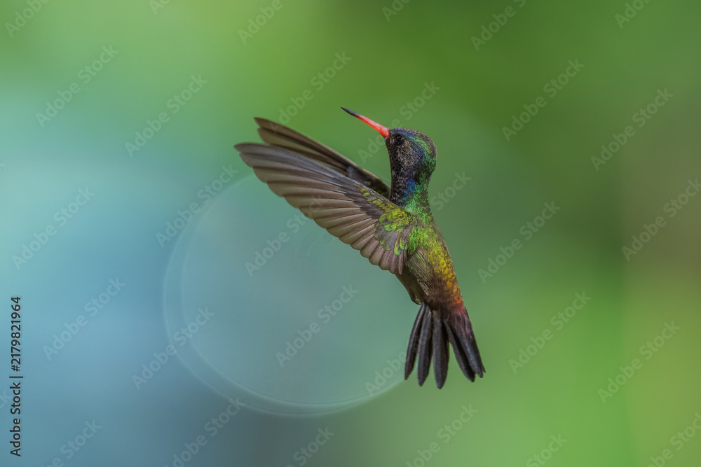 Obraz premium A White-chinned Sapphire (Hylocharis cyanus) hummingbird captured mid-flight with wings swept back against a smooth green background in Brazil.