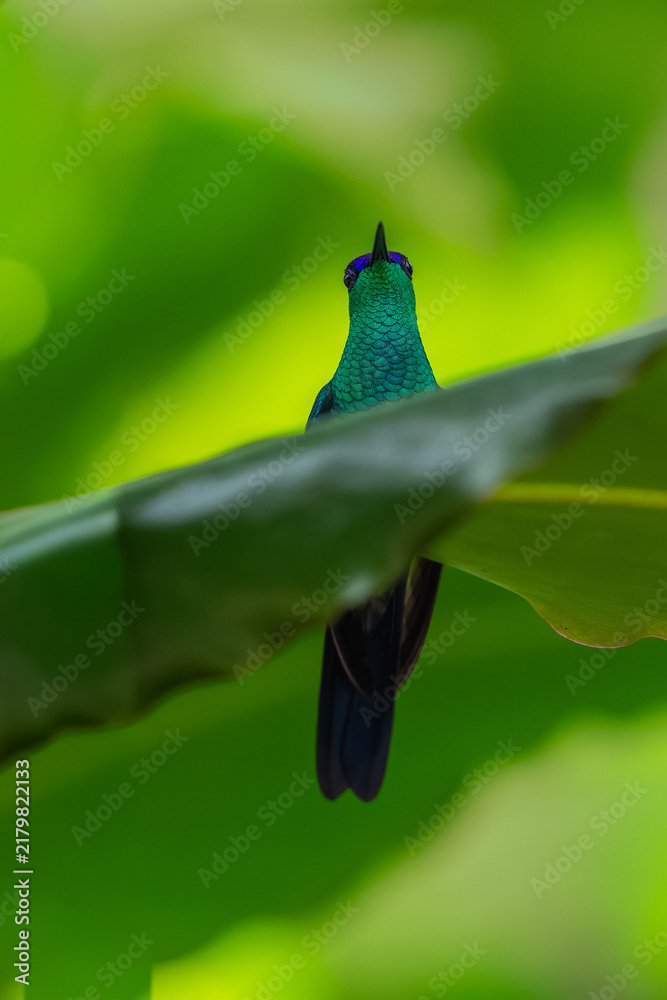 Obraz premium A Violet-capped Woodnymph (Thalurania glaucopis) hummingbird partially hidden behind a large green tropical leaf in Brazil.