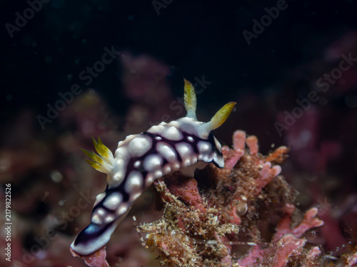 Foto Small black nudibranch with white spots and yellow rhinophores crawling on reef