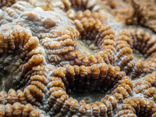 Canvastavla Close-up pattern and texture of brain coral polyps underwater.
