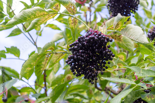Closeup of black elderberries outdoors. A sunny summer day.