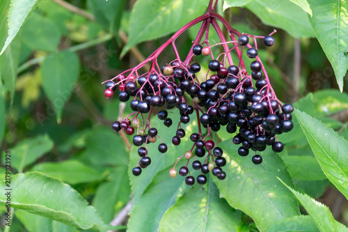 Closeup of black elderberries outdoors. A sunny summer day.
