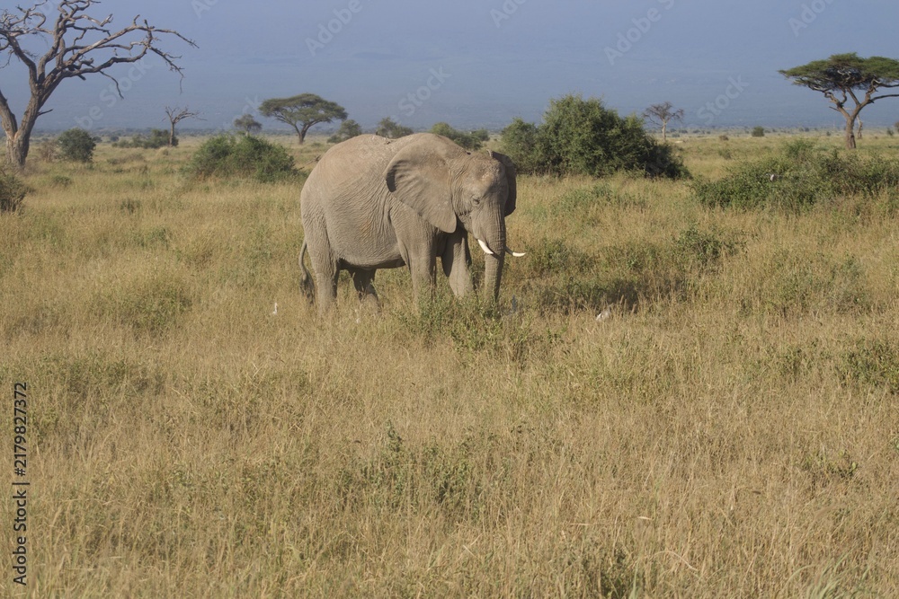 Fototapeta premium juvenile female elephant