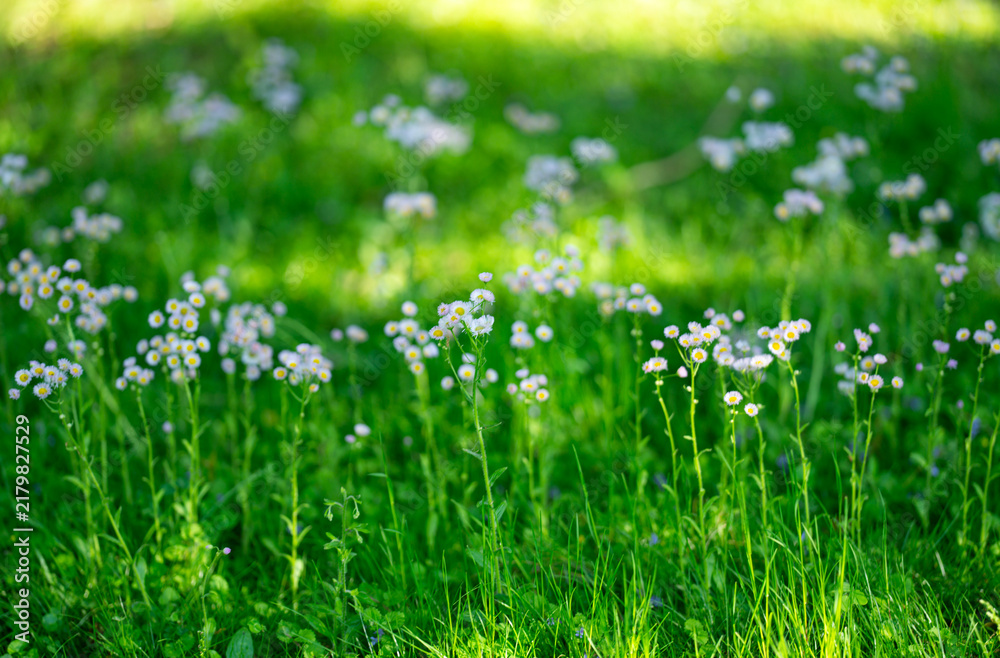 Fototapeta premium Daisy flowers bloom in green grass. Soft daisy background feels peaceful. Daisy blossom scenery looks sunlit. Vibrant daisy field supports springtime.
