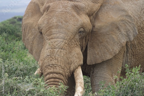 Obraz na płótnie Male elephant