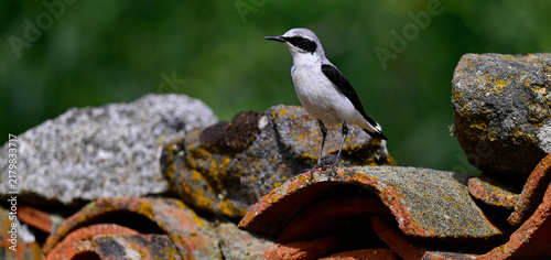 Canvastavla Northern wheatear - male sitting on a roof // Steinschmätzer - Männchen im Prach