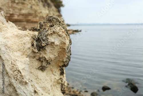 Photography tree on the beach