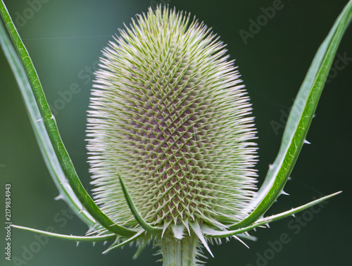 Canvastavla Close-up macro shot of a green wild teasel flower head