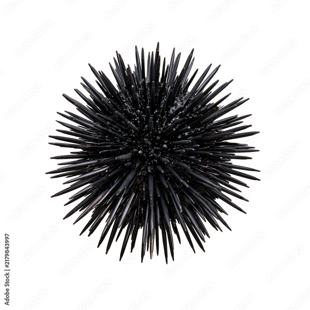 Fototapeta premium Spherical black sea urchin with sharp dark spines found on the ocean floor during a daytime exploration in a coastal area