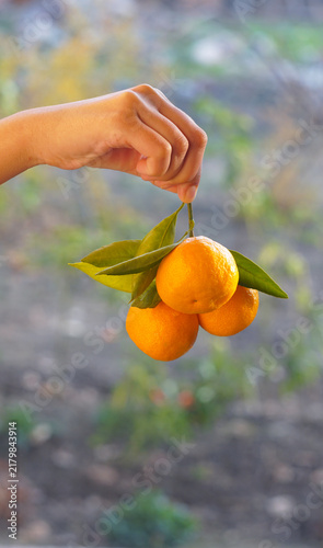 Hand holding a bunch of fresh orange mandarins with green leaves