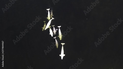 A family of beluga whales swims elegantly in the Arctic Ocean, showcasing their lively calves as they navigate the chilly depths. Their graceful movements embody the beauty of the ocean.