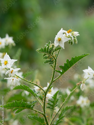 Die Nahaufnahme zeigt die Pflanzen des Klebrigen Nachtschattens (Solanum sisymbriifolium) mit weißen Blüten.