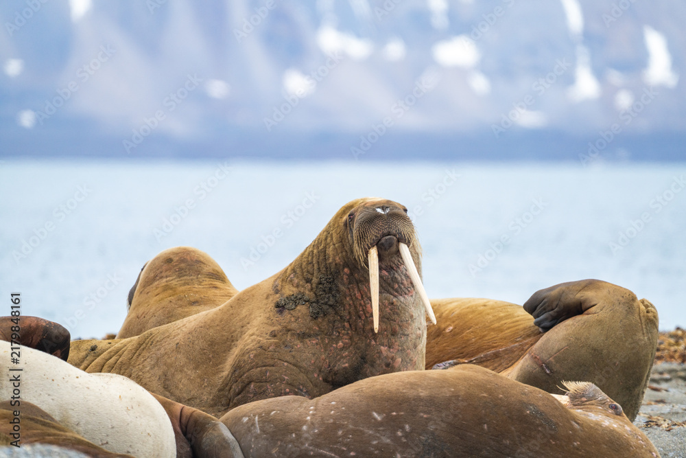 Fototapeta premium Atlantic walrus (Odobenus rosmarus rosmarus) in a colony on the beach in Poolepynten, Svalbard, Norway