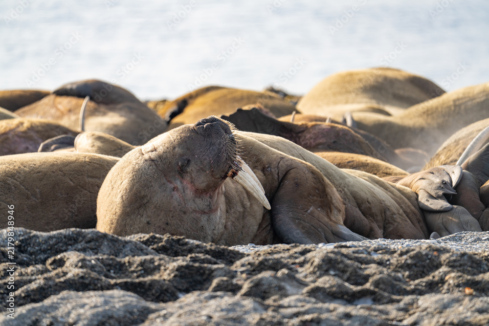 Fototapeta premium Atlantic walrus (Odobenus rosmarus rosmarus) in a colony on the beach in Poolepynten, Svalbard, Norway