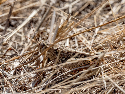 Fotografía An Italian locust (Calliptamus italicus) perfectly camouflaged among dry grass, straw, and debris in a natural field environment