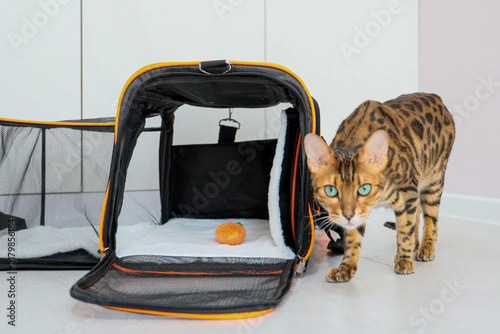 Bengal cat standing beside an open pet carrier looking at camera