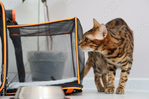Bengal cat standing beside an open pet carrier