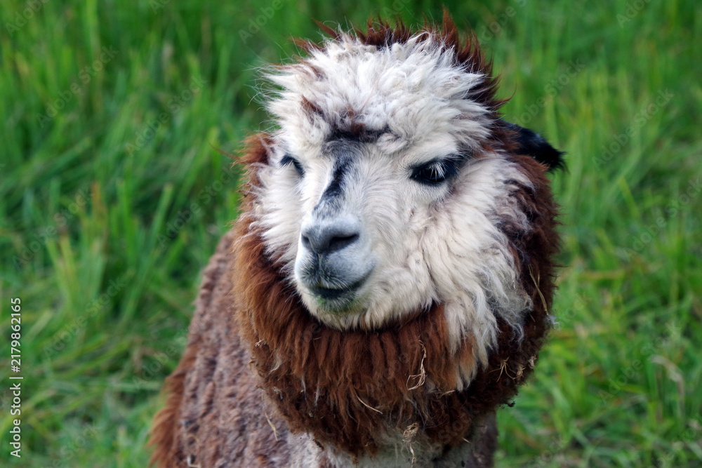 Obraz premium portrait of a brown and white alpaca close-up. llamas on the farm
