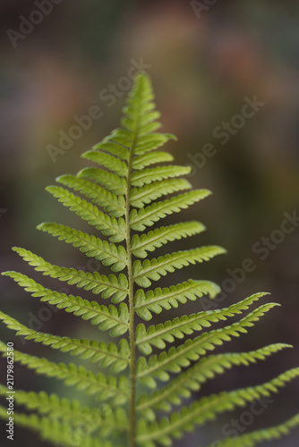 Canvastavla Close-up of a fresh green fern frond with soft blurred natural background