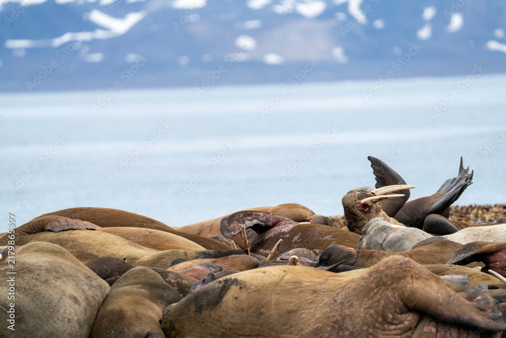 Fototapeta premium Colony of Atlantic walruses (Odobenus rosmarus rosmarus) on the beach in Poolepynten, Svalbard, Norway