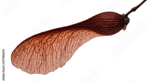 Fotografie Detailed brown maple samara seed with intricate veining, isolated on transparent