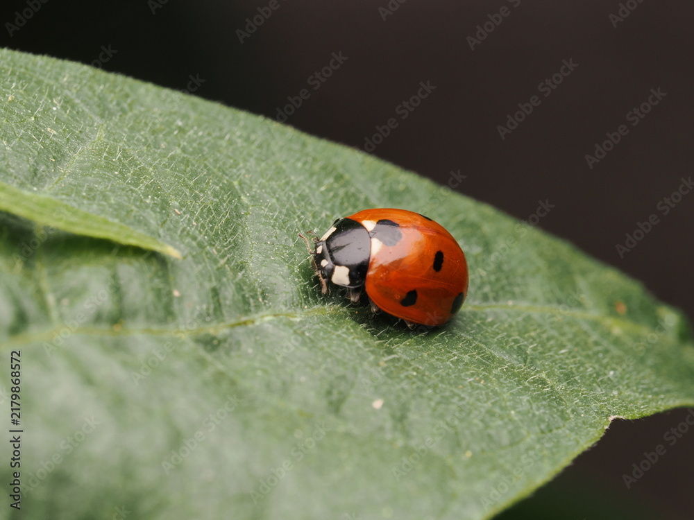 Obraz premium Mariquita de siete puntos (Coccinella septempunctata) descansando sobre una hoja verde brillante. Naturaleza y biodiversidad en el jardín. Ideal para conceptos de ecología y medio ambiente.